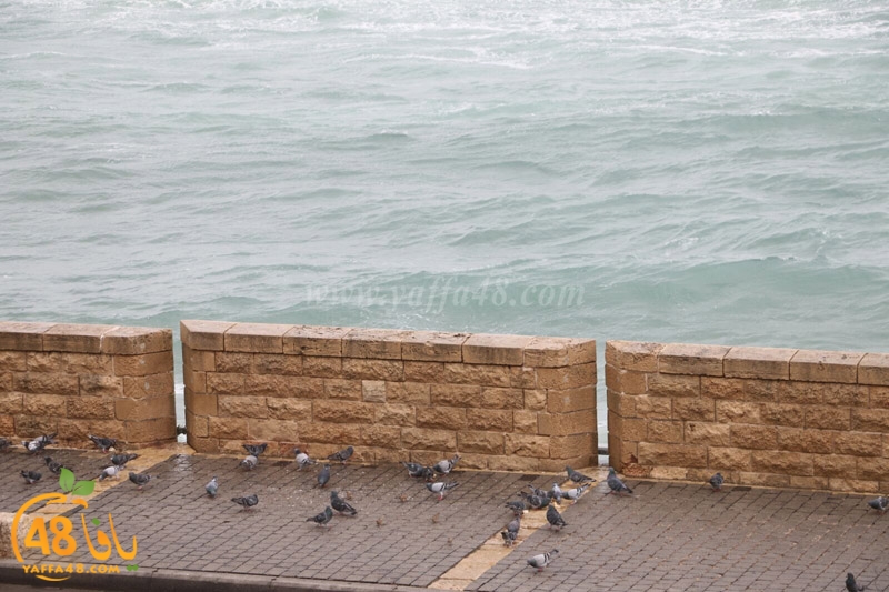 yaffa weahtera (13).jpg